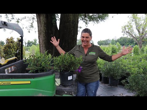 Would Tibouchina add to your Landscapes?