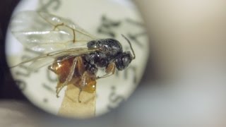 Shelf Life Episode 9 - Kinsey's Wasps