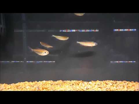 Red Congo Tetra (Alestopetersius brichardi)