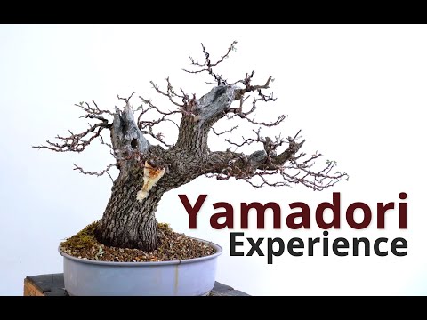 Styling yamadori bonsai