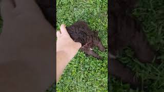 Video preview image #1 Poodle (Standard) Puppy For Sale in SEAMAN, OH, USA