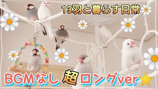 【文鳥】BGMなし超ロングver☆13羽と暮らす日常風景まとめ☆作業用や癒しのひとときに♪