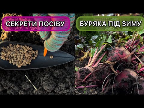 Як посіяти буряк під зиму. Правильна підготовка грядок, насіння та ґрунту