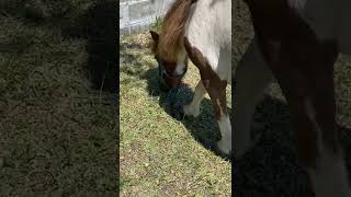 ポニーがただ草を食す動画 #shorts