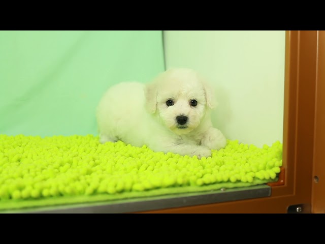 (子犬) 犬種：ビション・フリーゼ 女の子 ブリーダー マロニエケンネル　MARRONNIER KENNEL k2895の画像