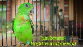 Download lagu Suara Serindit Muda Gacor Bervariasi - Ampuh untuk pancingan di sukai semua burung serindit mp3
