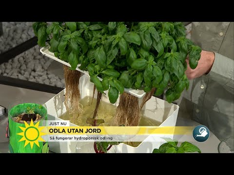 , title : 'Nya trenden bland hemmaodlare – odla utan jord - Nyhetsmorgon (TV4)'