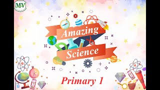 Push and Pull Science | Primary 1