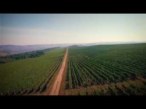 JIDVEI 2016: Culesul strugurilor