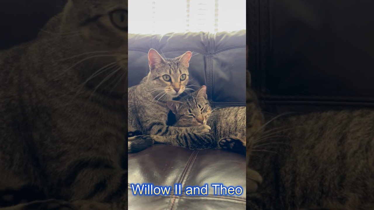 Enlarge Willow II, an adopted Domestic Short Hair in Latham, NY video 6/6