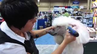 Dog Grooming - Poodle Face Grooming