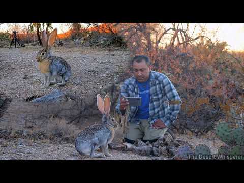 Antelope Jackrabbit up close and personal!