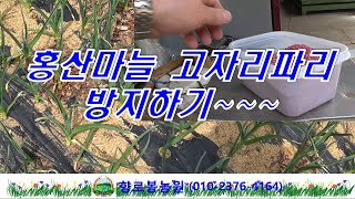 홍산마늘 3월달에 해줘야 할 일 고자리파리 방지용 살충제