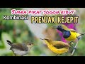 Suara Pikat Sogon Ribut Kombinasi Prenjak Kepala Merah Kejepit