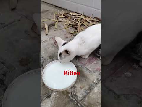 #cat #cute #kitten #kittens #funny #videoforkids #catbabysitter #cutecat