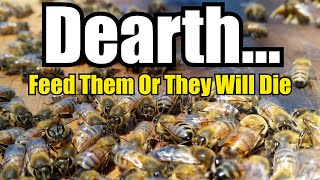 Dearth... Feed Them Or They Will Die (Feeding Bees & Bee Feeder Options)