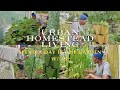 VLOG Urban Homestead Living My Fault Herbs Hand Pollination Harvest Day In The Garden