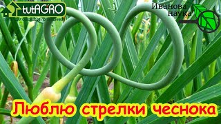 А ВЫ ЛОМАЛИ или ВЫТЯГИВАЛИ? Чей метод лучше? Как правильно вытягивать стрелк?