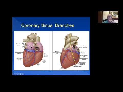 Cardiac Anatomy for the EP World - Pt 1