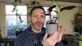 Calathea Picturata Care Guide & Species Spotlight ~ Argentea | Houseplant Hacks