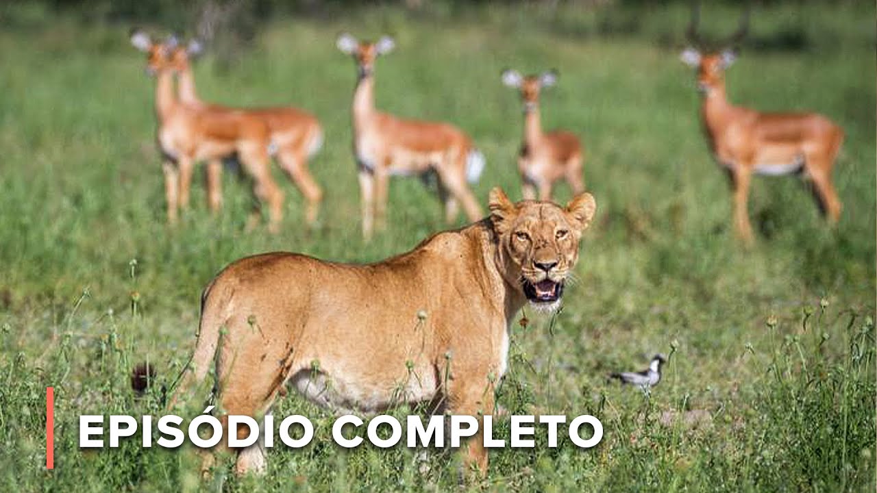 Como os impalas sobrevivem em uma terra de predadores de topo | Ícones da Vida Silvestre 106