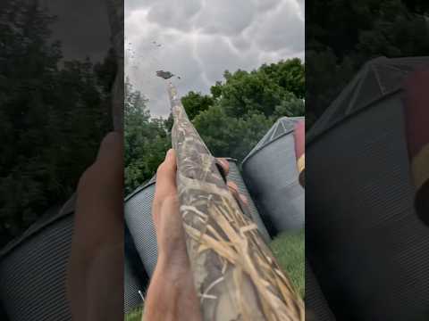 Jump shooting pigeons
