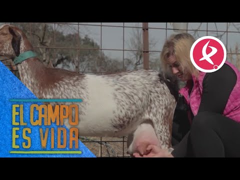 , title : 'Verónica ordeña 5 litros de leche a la mejor cabra de su ganadería | El campo es vida'