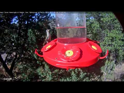 Blue-throated Hummingbird on Feeder, West Texas Hummingbird Cam
