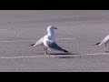 Ring Billed Gulls