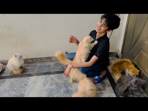 Subhan or cats ka payar 😂❤️…..!cats ka khana ki timing…