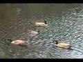 Barneys Pond