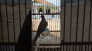 Download lagu Suara burung merpati sangat istimewa, 100% otomatis #shorts mp3