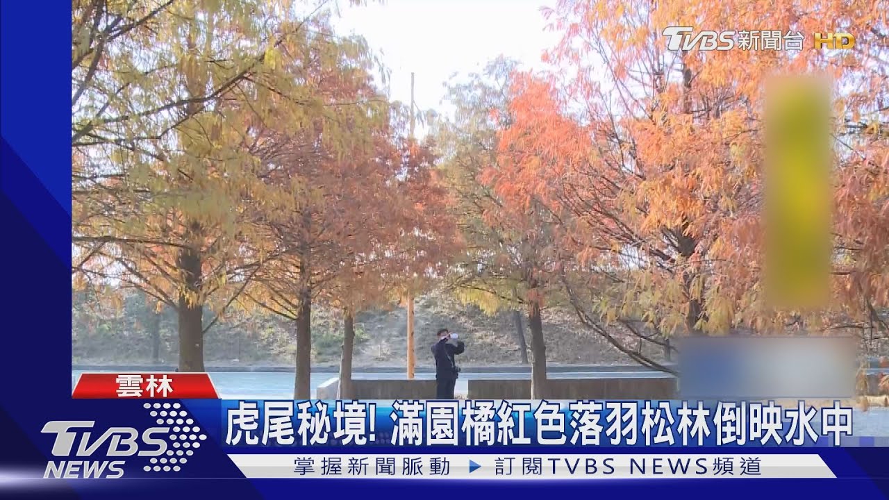 虎尾秘境！　滿園橘紅色落羽松林倒映水中
