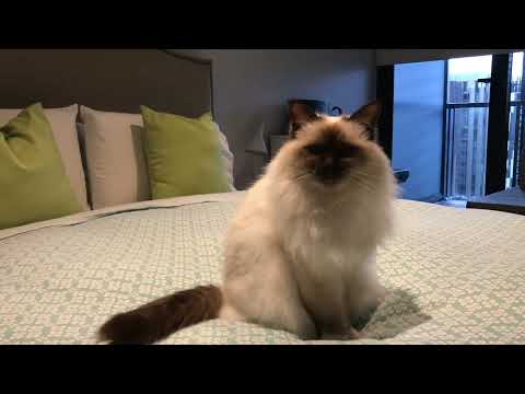 Cat (Birman) - Frankie The Puss doesn’t feel like getting out of bed this morning