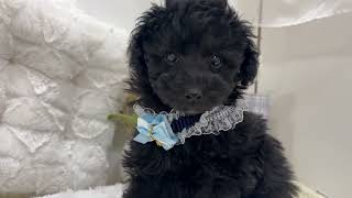 トイプードルの動画01