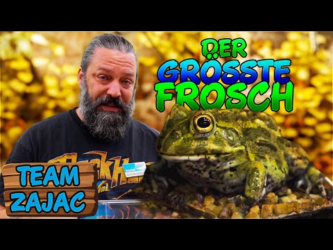 WORLD'S LARGEST FROG | Zoo Zajac