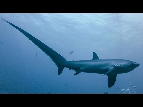 image-How long are thresher sharks tail?