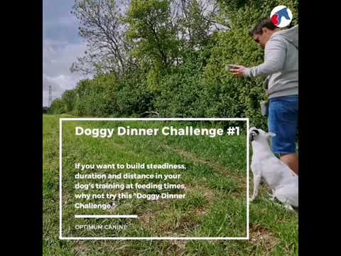 Optimum Canine - Contact Via Website video.