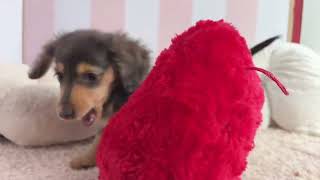 ミニチュアダックスの動画01