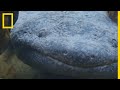 La salamandre géante : vestige vivant de la préhistoire