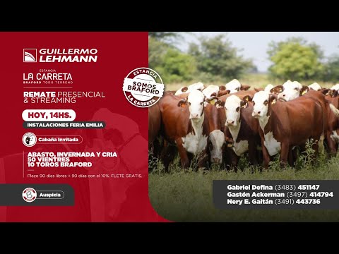 Remate La Carreta & La Lehmann: Braford TODO TERRENO