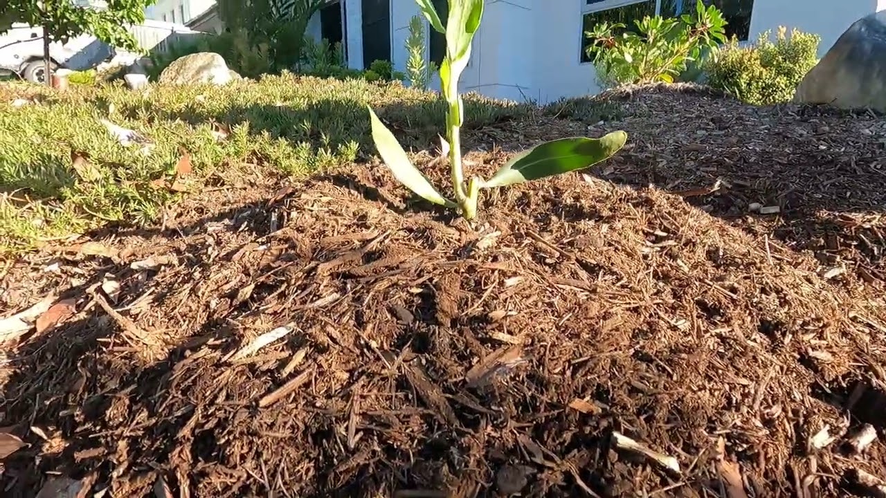 Planting Protea Susara