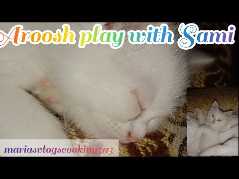 Aroosh Play With Sami||Funny cat🐈and Cute kitten 🐾 playing ||