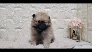 ポメラニアンの動画01