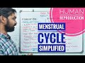 Human Reproduction | Menstrual Cycle