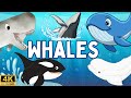 Learning Video About Whales For Kids Amazing Whale Facts For Kids Fun Educational Whales Video
