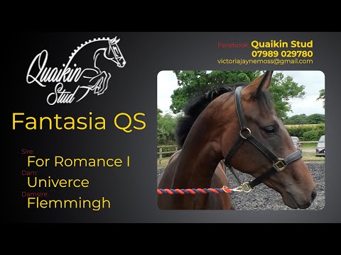 Quaikin Stud: Fantasia QS by For Romance damsire Flemmingh