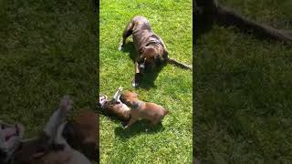Tank the Stud and his Boxer pups
