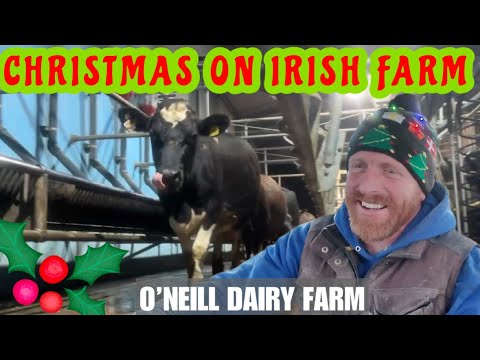 Christmas On Medium Size Dairy Farm