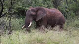 preview picture of video 'Indlovu River Lodge Game Drive'